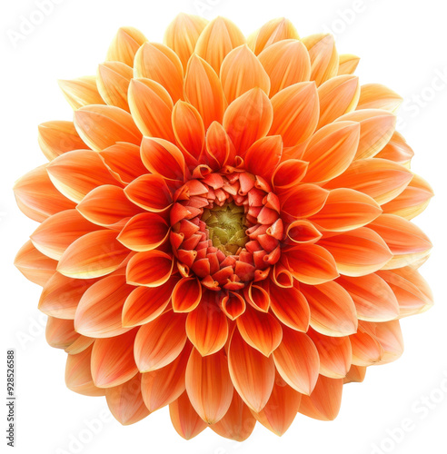 PNG Vibrant orange dahlia flower bloom