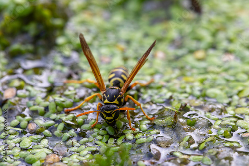 European wasp drinking water from a pond covered with duckweed