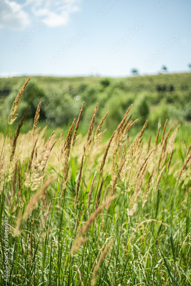 Fototapeta premium Defocudes green grass in the rural meadow