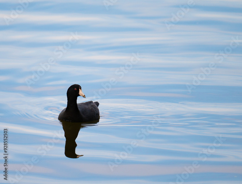 American coot swimming on the blue water of Chickamauga Lake in Harrison, Tennessee photo