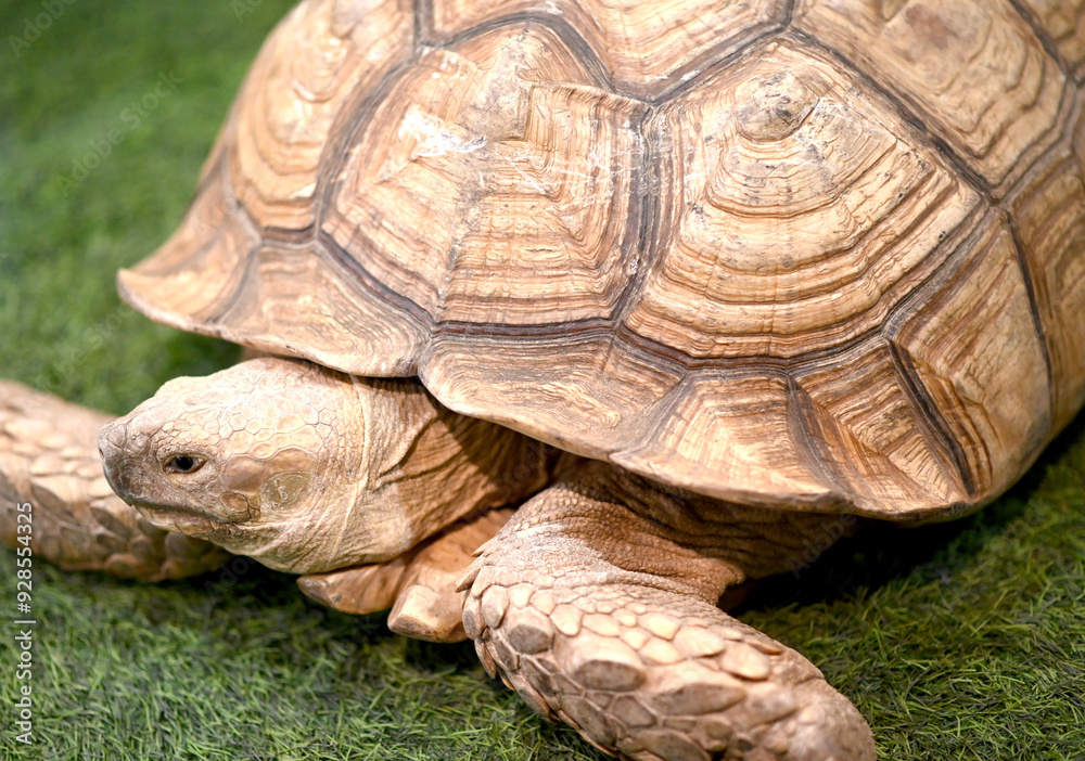 Old turtle, close up, walking on grass Old turtle, close up, walking on grass