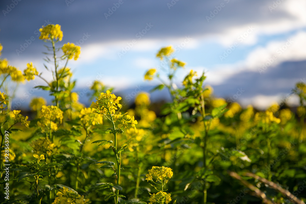 Close-up of rapeseed fields with darkened clouds in the background Close-up of rapeseed fields with darkened clouds in the background