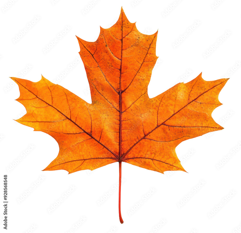 Orange maple leaf on white background, cut out - stock png. Orange maple leaf on white background, cut out - stock png.