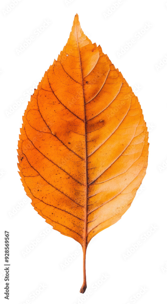 Fototapeta premium Autumn orange leaf on white background, cut out - stock png.