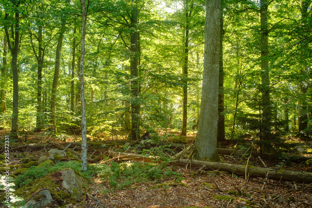 Satter grüner Wald. Idylle der Natur Satter grüner Wald. Idylle der Natur