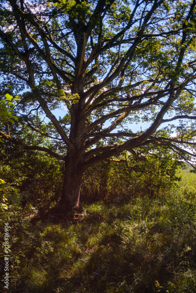 Obraz premium Großer kräftiger Baum im Hochformat