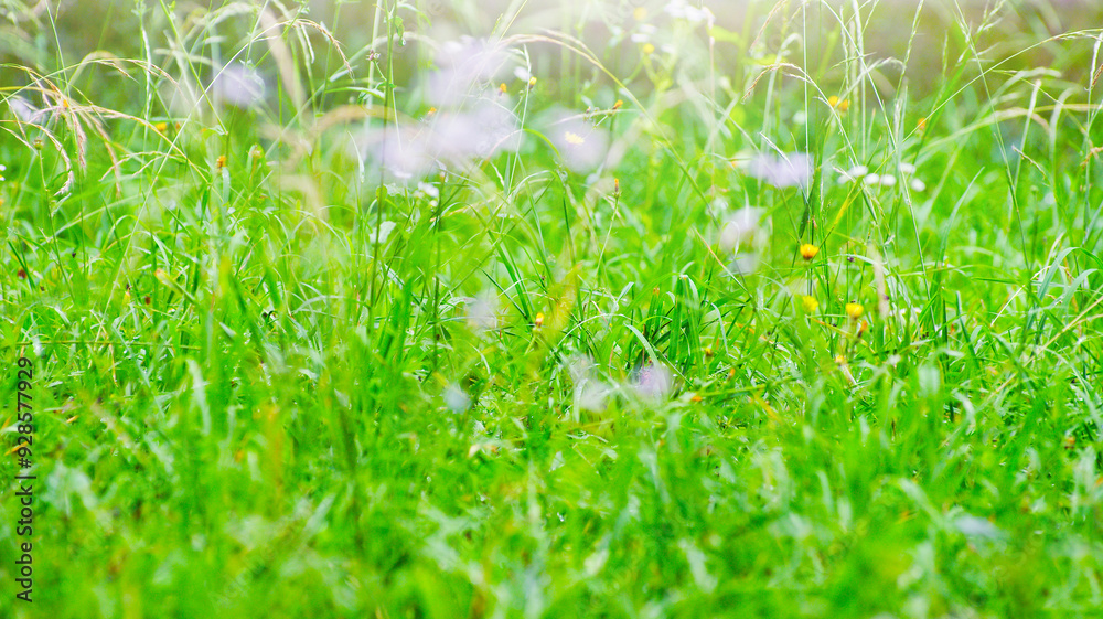 green grass background with selective focus green grass background with selective focus