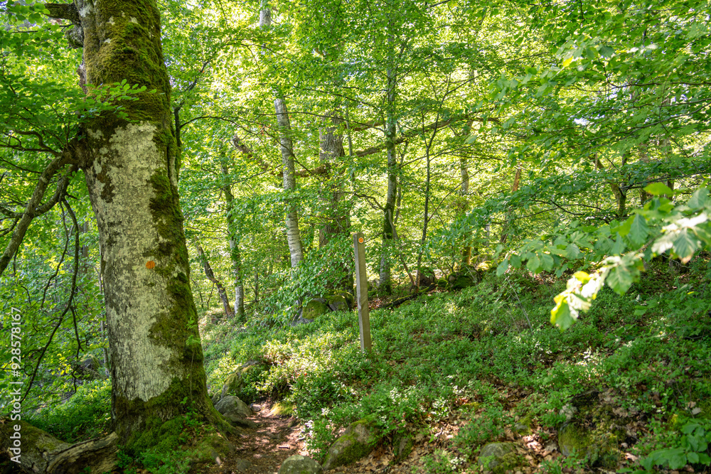 Obraz premium Urige sommerliche Wälder in Schweden. Kleine Trampelpfade