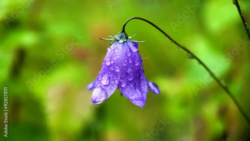  bell flower after rain