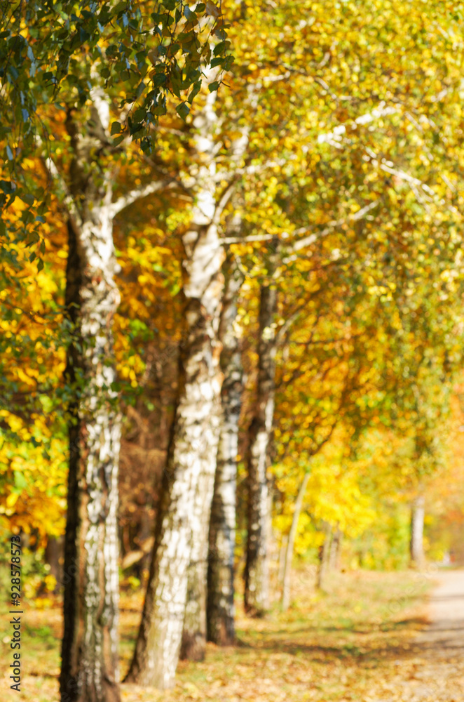Autumn golden forest, blured background. Autumn golden forest, blured background.