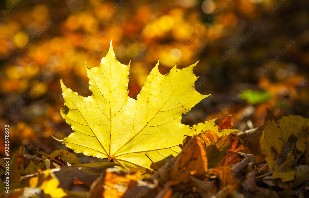 Yellow maple leaf on the ground in autumn sunlight