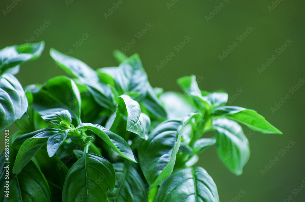 Fresh green leaves of basil. Fresh green leaves of basil.