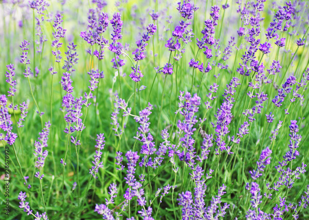 Naklejka premium Selective focus on the lavender flower in the flower garden lavender flowers lit by sunlight.