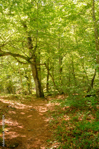 Träumerischer grüner Wald in Schweden. Hochformat