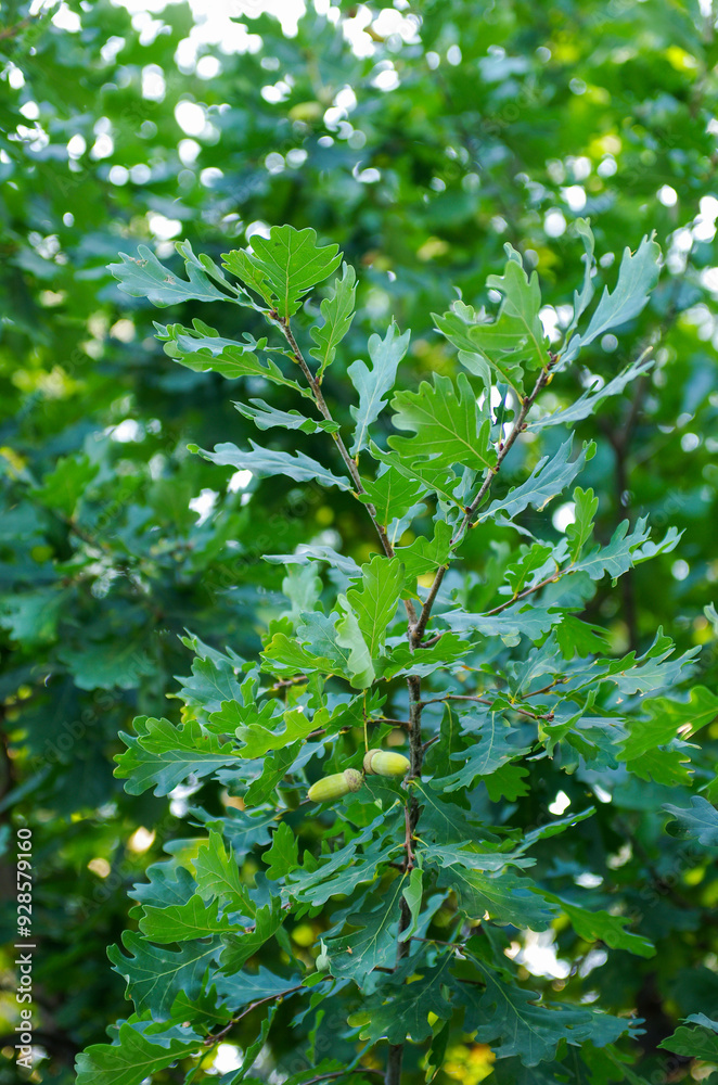 Acorns fruits on oak tree branch in forest. Acorns fruits on oak tree branch in forest.