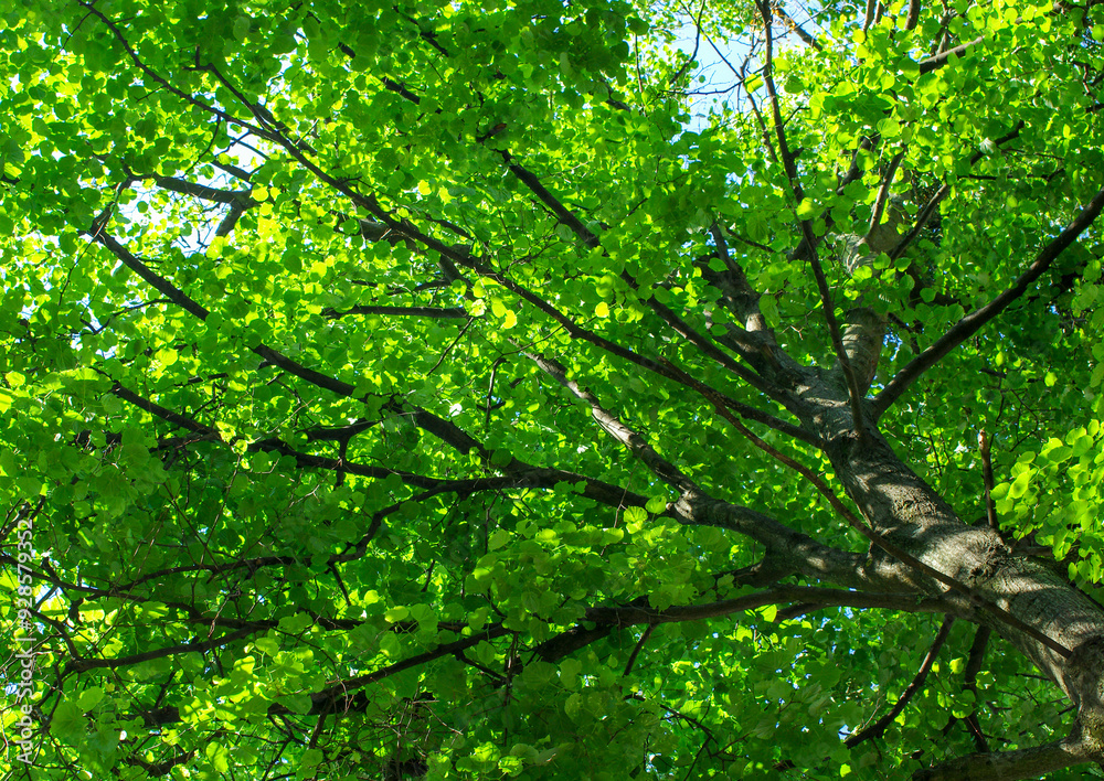 Bottom view of tree trunk to green leaves of big tree in forest with sunlight. Fresh environment in park. Bottom view of tree trunk to green leaves of big tree in forest with sunlight. Fresh environment in park.