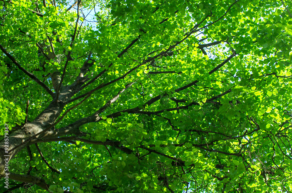 Bottom view of tree trunk to green leaves of big tree in forest with sunlight. Fresh environment in park. Bottom view of tree trunk to green leaves of big tree in forest with sunlight. Fresh environment in park.