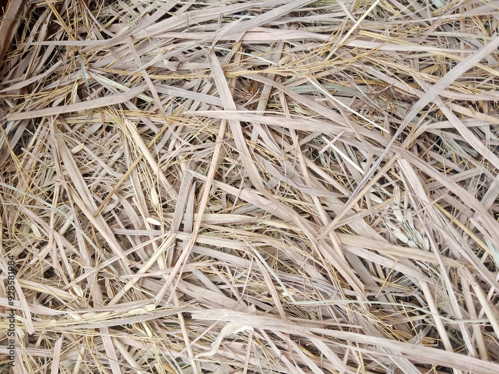 Dry yellow straw grass background texture Dry yellow straw grass background texture