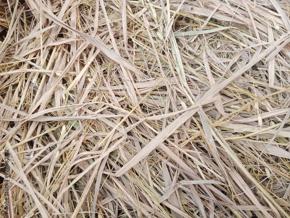 A pile of straw scattered irregularly, used as a background A pile of straw scattered irregularly, used as a background