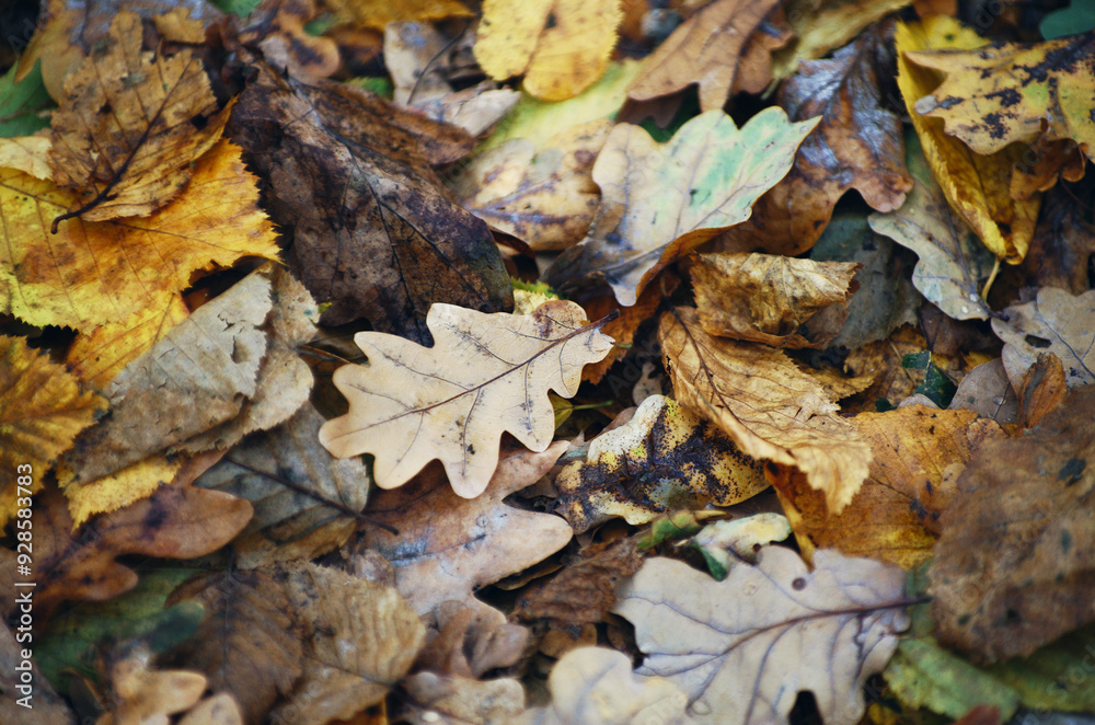 Dry autumn oak leaves covered with raindrops on the ground. Dry autumn oak leaves covered with raindrops on the ground.
