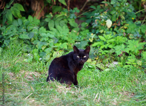 beautiful black cat sitting in green grass