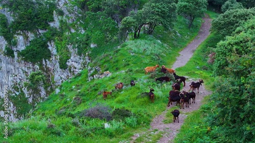 Herd of goats in the surroundings of the village of Islares. Aerial view from a drone. Village of Islares. Cantabrian Sea. Cantabria. Spain. Europe photo