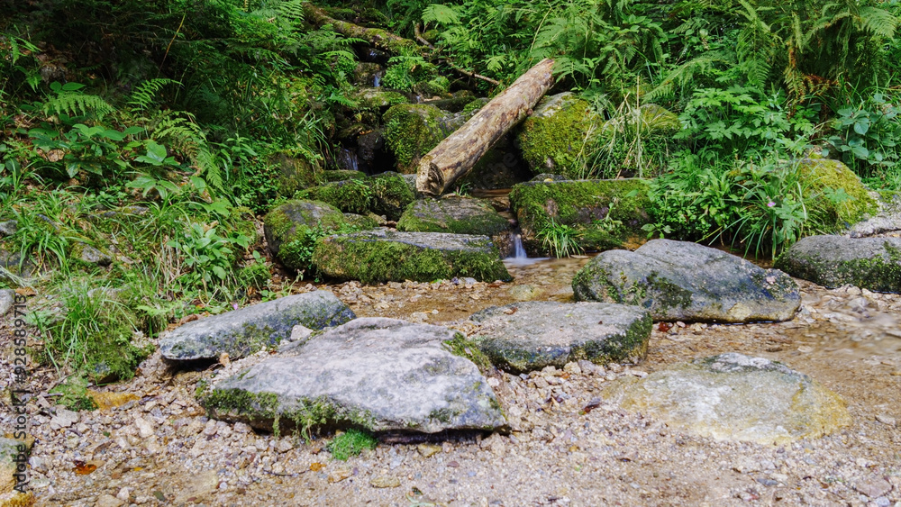 Obraz premium Stone in a stream in the forest