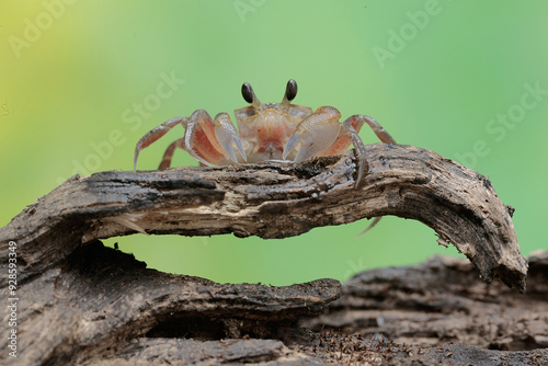 A Kuhl's ghost crab is hunting for prey on the beach. This crab has the scientific name Ocypode kuhlii. photo