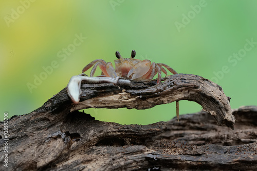 A Kuhl's ghost crab is preying on a baby skink. This crab has the scientific name Ocypode kuhlii. photo