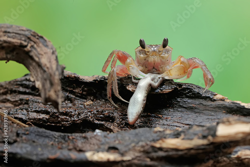 A Kuhl's ghost crab is preying on a baby skink. This crab has the scientific name Ocypode kuhlii. photo