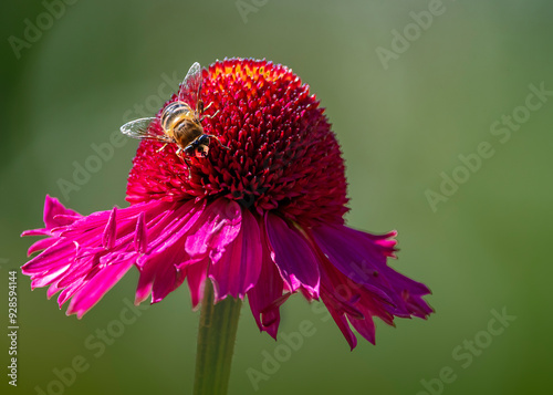 ECHINACEA Sonnenhut

