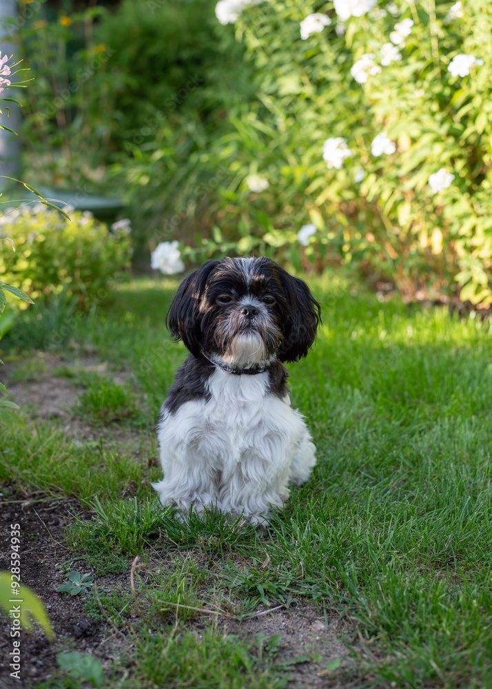 Black and White Shih Tzu Dog on Grass in Summer Black and White Shih Tzu Dog on Grass in Summer