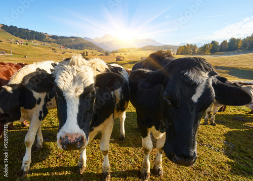 cow in the alps on a meadow photo