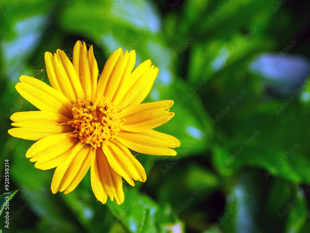 blooming pretty yellow creeping daisy flower, close-up of pollen yellow creeping daisy flower, yellow creeping daisy flowers growing in rainy season blooming pretty yellow creeping daisy flower, close-up of pollen yellow creeping daisy flower, yellow creeping daisy flowers growing in rainy season