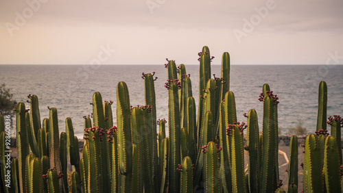 Canary Island cardon on the shores of the Atlantic Ocean