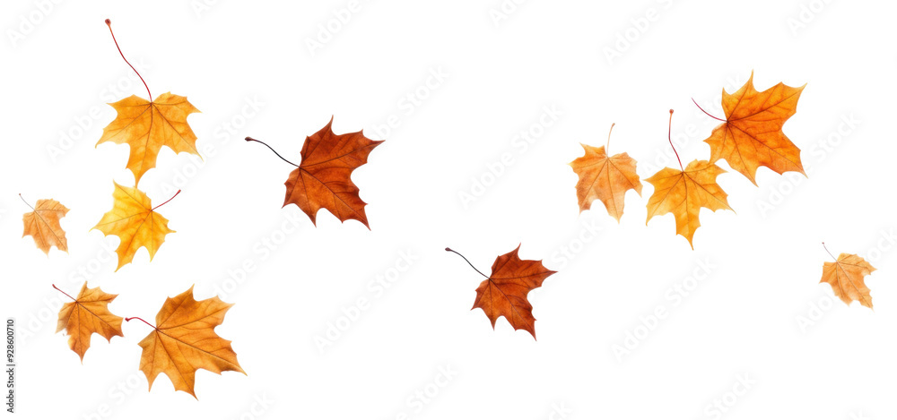Fototapeta premium PNG Leaves floating in the air maple plant leaf.