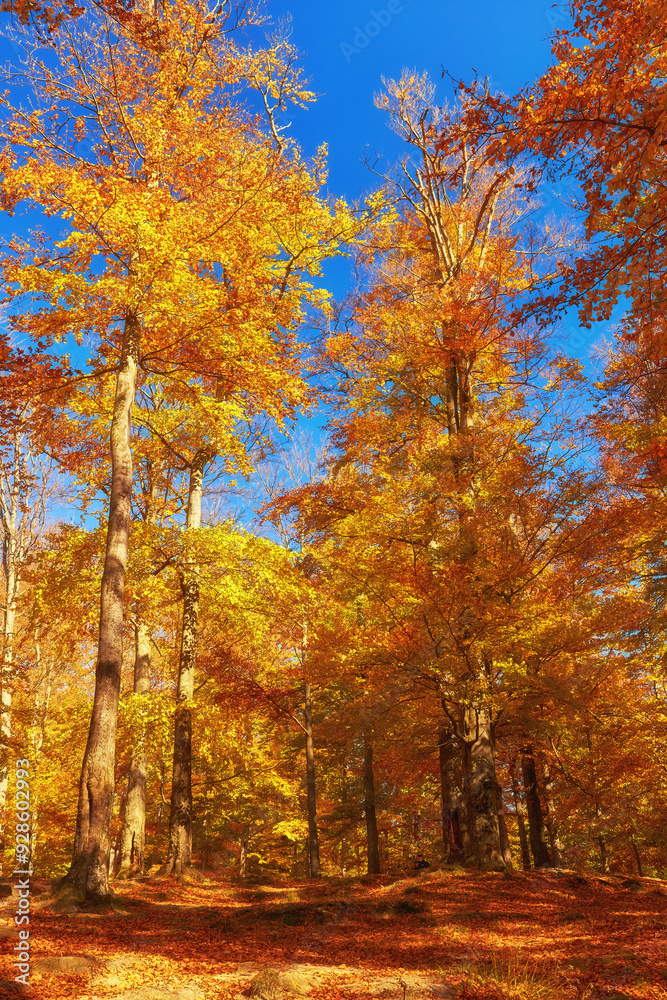 Fototapeta premium Collection of Beautiful Colorful Autumn Leaves