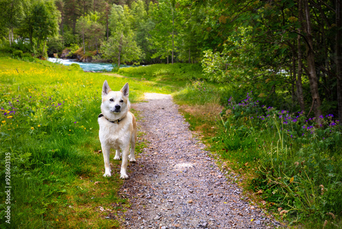 A dog stands on a path in the forest near the river