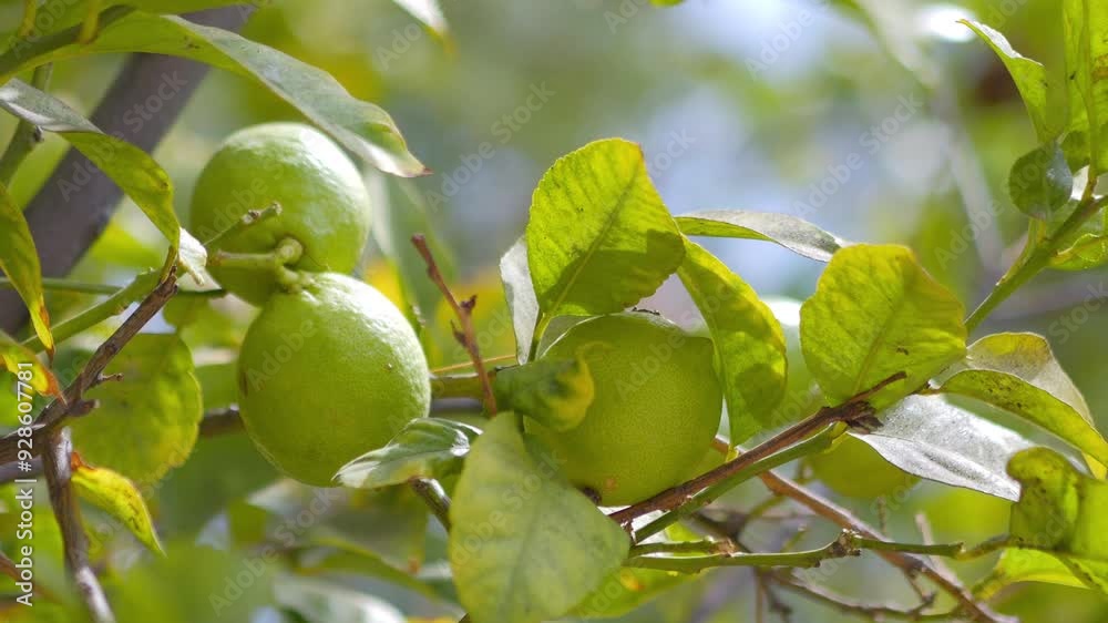 Green oranges hanging on a tree branch with leaves and a clear blue sky in the background in 4k slow motion 120fps Green oranges hanging on a tree branch with leaves and a clear blue sky in the background in 4k slow motion 120fps