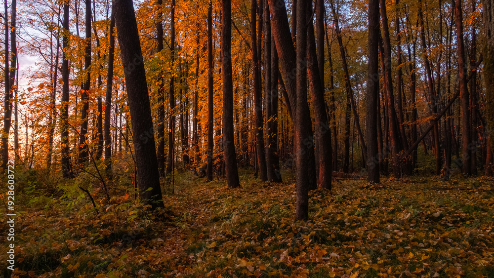 Obraz premium Golden Sunset Through Autumn Forest Trees