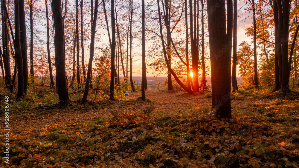 Golden Sunset Through Autumn Forest Trees Golden Sunset Through Autumn Forest Trees