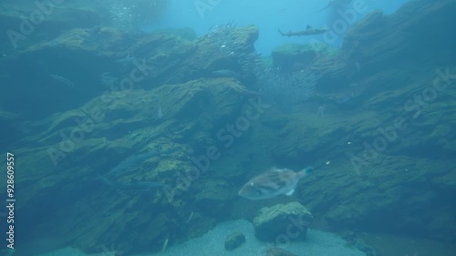 Wallpaper Mural Fish swimming around the large aquarium tank Torontodigital.ca