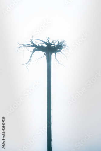 spooky tree