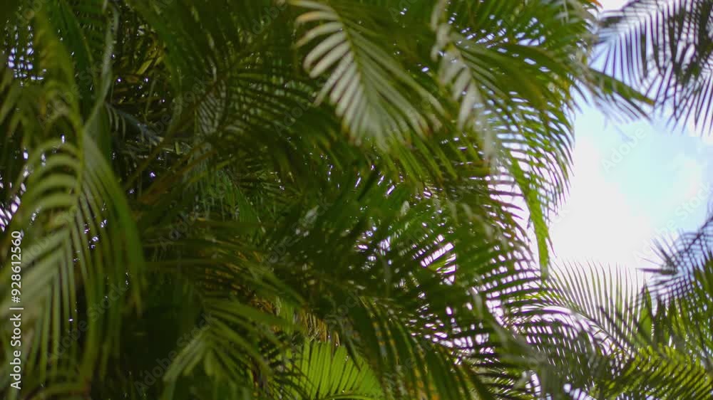 A dolly shot through dense tropical foliage with sunlight filtering through the palm fronds in 4k slow motion 120fps A dolly shot through dense tropical foliage with sunlight filtering through the palm fronds in 4k slow motion 120fps
