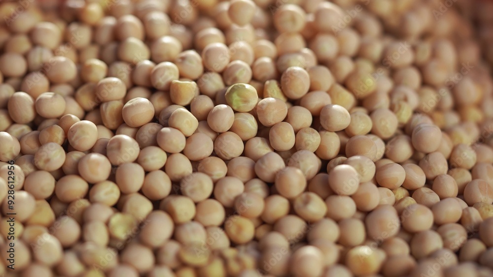 Agriculture. Close up of crumbling soybeans in a field. agriculture business farm concept. A farm of grains and peas in agriculture. Close up of crumbling grains and soybeans on lifestyle a farm. Agriculture. Close up of crumbling soybeans in a field. agriculture business farm concept. A farm of grains and peas in agriculture. Close up of crumbling grains and soybeans on lifestyle a farm.