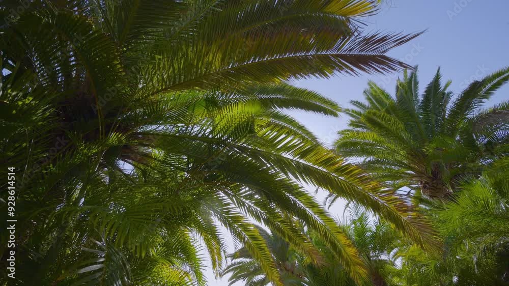 A dolly shot through dense tropical foliage with sunlight filtering through the palm fronds in 4k slow motion 120fps A dolly shot through dense tropical foliage with sunlight filtering through the palm fronds in 4k slow motion 120fps