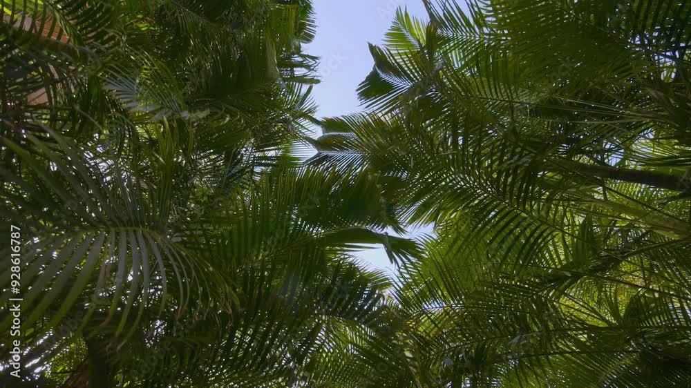 A dolly shot through dense tropical foliage with sunlight filtering through the palm fronds in 4k slow motion 120fps A dolly shot through dense tropical foliage with sunlight filtering through the palm fronds in 4k slow motion 120fps