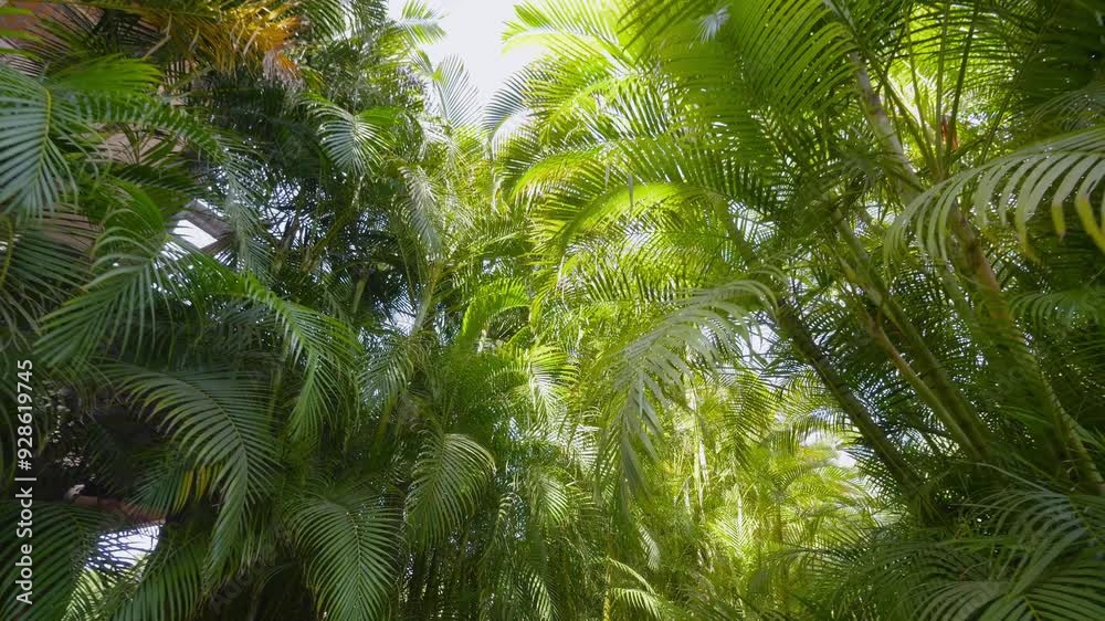 A dolly shot through dense tropical foliage with sunlight filtering through the palm fronds in 4k slow motion 120fps