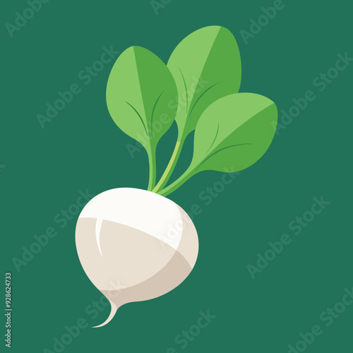 vector illustration of white radish or radish or turnip , vector of vegetables , 