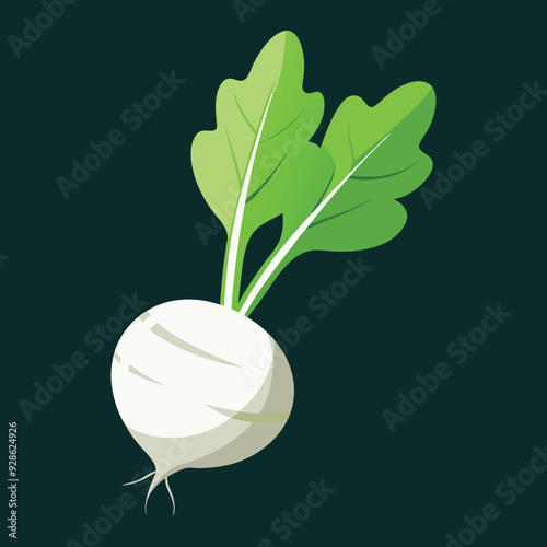 vector illustration of white radish or radish or turnip , vector of vegetables , 